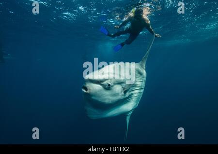Unterwasser-Blick von Mola Mola, Mondfisch und Fischer, Magdalena Bucht, Baja California, Mexiko Stockfoto