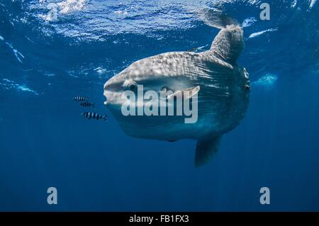 Unterwasser-Blick von Mola Mola, Mondfisch, Magdalena Bay, Baja California, Mexiko Stockfoto