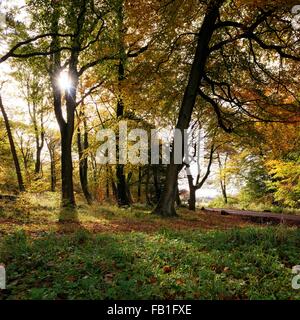 Sonnenlicht durch Bäume im Wald, Padley Schlucht, Peak District, Derbyshire, England, UK Stockfoto