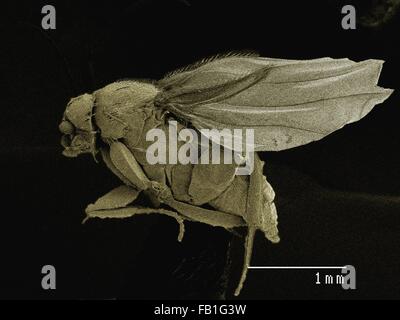 Farbige SEM der kleine Fliege (Scatopsidae, Diptera) Stockfoto