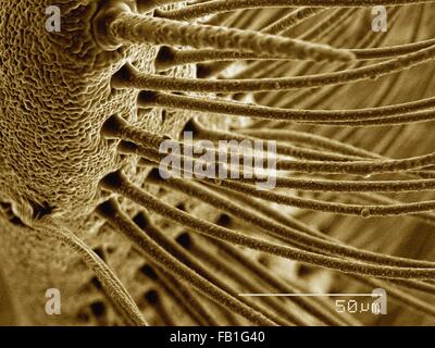 Farbige SEM der Antenne des Silk Motte (Saturnidae) Stockfoto