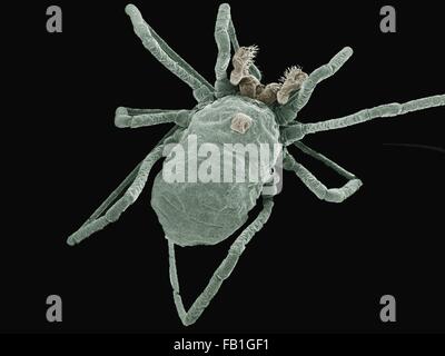 Farbige SEM der Libelle Nymphe Stockfoto