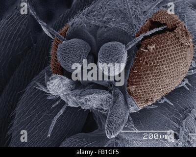 Farbige SEM der kleine Fliege (Scatopsidae, Diptera) Stockfoto