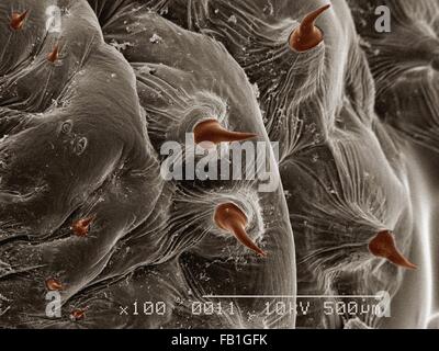 Farbige SEM der Larve der menschliche Bot Fliege (Hematobia Irritans) Stockfoto