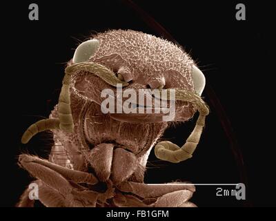 Farbige SEM der Kopf samt Ameise (Mutilidae) Stockfoto