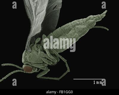 Farbige SEM der kleinen fliegen (Diptera) Stockfoto