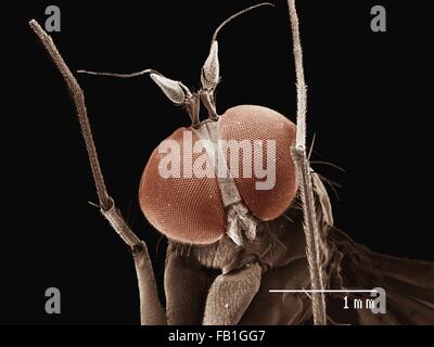 Farbige SEM der kleinen fliegen (Diptera) Stockfoto