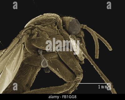 Farbige SEM der kleinen fliegen (Diptera) Stockfoto