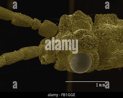 Farbige SEM der Kopf des Käfers (Cupedidae) Stockfoto