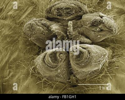 Farbige SEM der Spinnerettes, wodurch Orgel von Orb Weaver Spider web Stockfoto