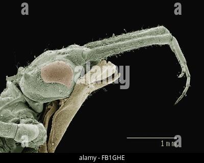 Farbige SEM der Maske des Damselfly (Calopterygidae) Stockfoto