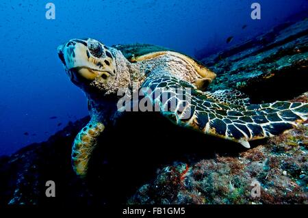 Große Schildkröte ruht auf einem Wrack, blind für Taucher, Isla Mujeres, Mexiko Stockfoto