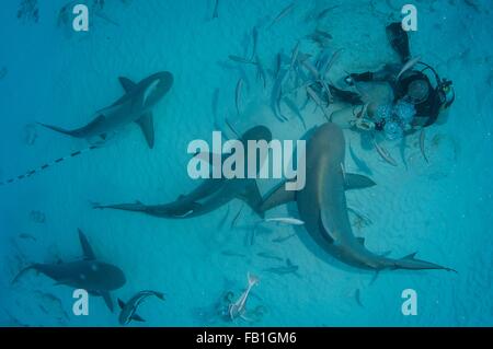 Ein Tauchgang Meisterhand feeds Bull Haie während den Shark´s Winter Migration, Playa del Carmen, Mexiko Stockfoto