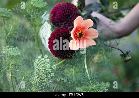 Womans Hand mit frischen Blumen und Farne bei Zuteilung Stockfoto