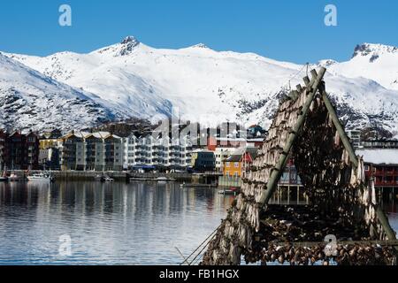 Kabeljau trocknen auf Waterfront Rack, Svolvaer, Lofoten Inseln, Norwegen Stockfoto