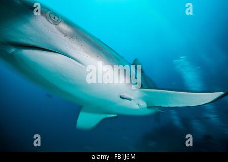 Niedrigen Winkel unter Wasser Nahaufnahme von grauen Riffhai, Tiger Beach, Bahamas Stockfoto