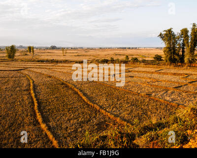 Das Reisfeld nach Erntezeit in Mandalay Stockfoto