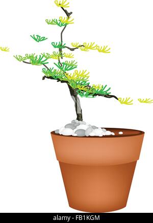 Zimmerpflanze, Illustration einer kleinen Bonsai Tanne in Terracotta-Topf für Gartendekoration. Stock Vektor