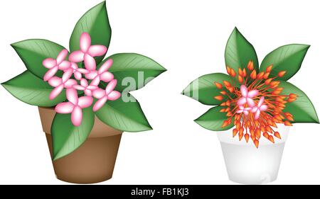 Schöne Blume, Illustration von zwei frischen rosa und roten Ixora Blumen auf grün Blätter in Terrakotta Blumentöpfe für Garten Deko Stock Vektor