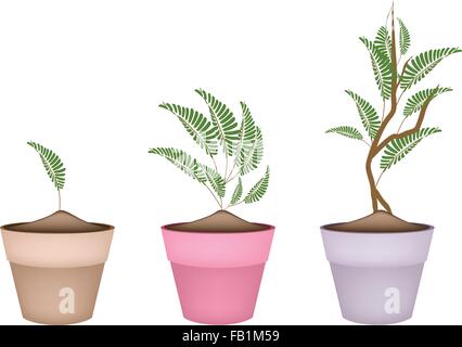 Ökologisches Konzept, Illustration frische grüne Tamarind Tree und Grün lässt in Keramik Blumentöpfe oder Terrakotta Blumentöpfe für Stock Vektor