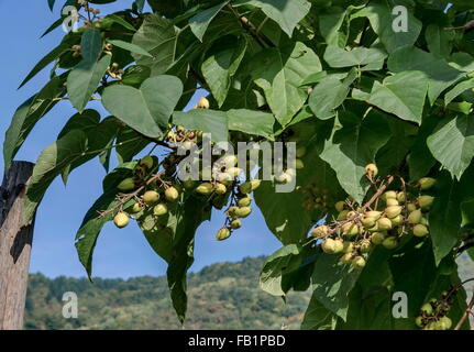 Jacaranda-Baum-Früchte in Pantscharevo, Bulgarien Stockfoto