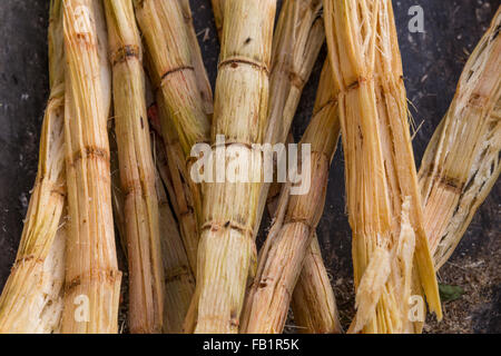 Zuckerrohr (Saccharum Officinarum), Marcelo Salado Zuckermuseum, Caibarién, Remedios, Kuba Stockfoto