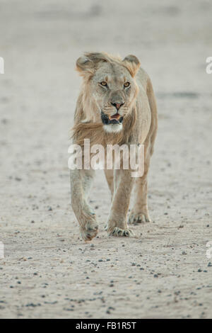 Junger Löwe (Panthera Leo), Männlich, Wandern, Kgalagadi Transfrontier Park, Provinz Northern Cape, Südafrika Stockfoto
