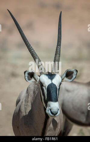 Gemsbock oder Oryx (Oryx Gazella), Porträt, Kgalagadi Transfrontier Park, Northern Cape, Südafrika Stockfoto