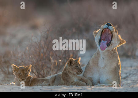 Löwin (Panthera Leo) mit zwei jungen, Gähnen, Kgalagadi Transfrontier Park, Northern Cape, South Africa Stockfoto