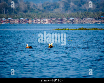 Ruddy Brandgänse Schwimmen im Indawgyi Lake, Myanmar. Stockfoto