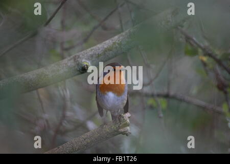 Erithacus Rubecula, Robin sitzen in der Hawthorne-Hecke im winter Stockfoto