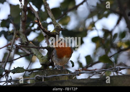 Erithacus Rubecula, Robin, sitzt auf einem Pfosten und Zaun mit einer Hawthorne Hecke hinter und einen Strang von Barbwire, winter Stockfoto