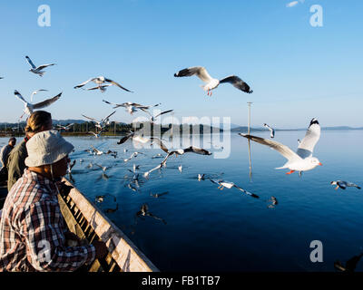 Eine Herde von Lachmöwen folgen ein Touristenboot um etwas zu essen bekommen. Stockfoto