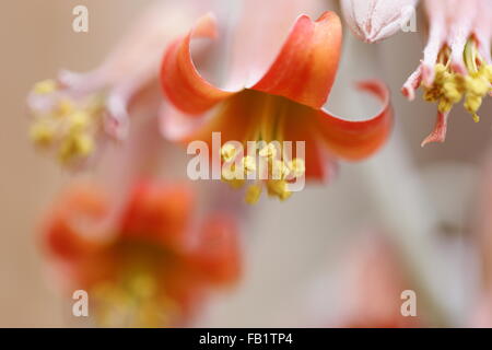 Blumen von Cotyledon Orbiculata (Schweine Ohr) Stockfoto