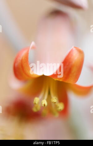 Blumen von Cotyledon Orbiculata (Schweine Ohr) Stockfoto