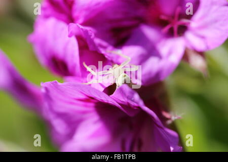 Spinne auf lila Geranien Blumen in Bettys Bay Stockfoto