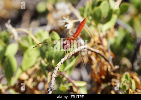 Leuchtend orange Libelle thront auf einem Zweig Stockfoto