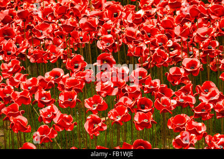 Dieser erstaunliche Kunstinstallation über 800000 Keramik Mohnblumen in den Tower of London, anlässlich des 100. Jahrestages des 1. Weltkrieges Stockfoto