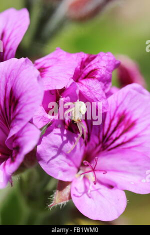 Spinne auf lila Geranien Blumen in Bettys Bay Stockfoto