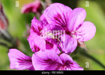 Spinne auf lila Geranien Blumen in Bettys Bay Stockfoto