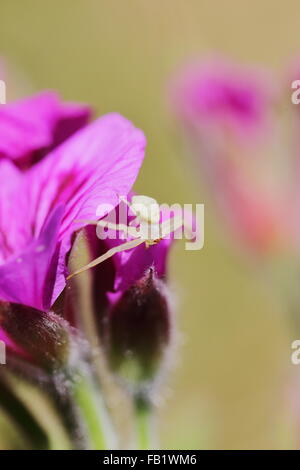 Spinne auf lila Geranien Blumen in Bettys Bay Stockfoto