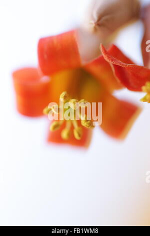 Blumen von Cotyledon Orbiculata (Schweine Ohr) Stockfoto