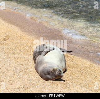 Hawaiianische Mönchsrobbe, die Ruhe am Strand in Haena, Kauai Stockfoto