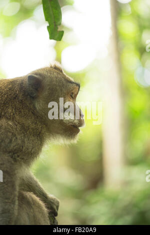 Wilde Affen im Dschungel Baum Zweig Profilbildnis Gesicht. Wildlife Conservation und Tier Rechte Kampagne. Stockfoto