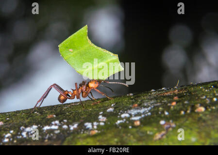 Leafcutter Ameisen (Acromyrmex Octospinosus) mit einem Blatt, Pacaya Samiria Nationalreservat, Yanayacu Fluss, Amazonasgebiet, Peru Stockfoto