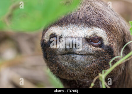 Brown-throated Dreifingerfaultier (Bradypus Variegatus) Porträt, Pacaya Samiria Nationalreservat, Yanayacu Fluß, Peru Stockfoto