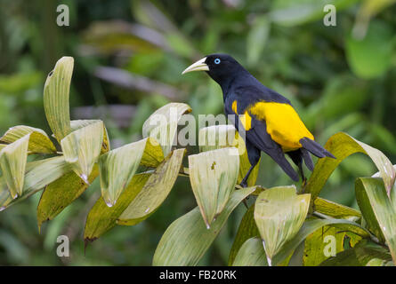 Gelb-Psephotus Cacique (Cacicus Cela), Pacaya Samiria Nationalreservat, Yanayacu Fluss, Amazonasgebiet, Peru Stockfoto