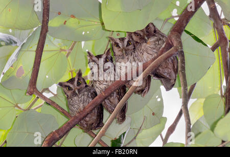 Eine Familie von tropischen Screech Eulen (Megascops Choliba) versteckt sich vor der Sonne unter Regenwald, Peru Stockfoto