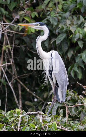 Cocoi Heron (Ardea Cocoi), Pacaya Samiria Nationalreservat, Yanayacu Fluss, Amazonasgebiet, Peru Stockfoto