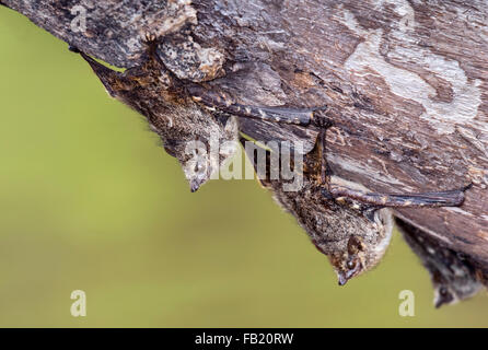 Rüssel Fledermäuse (Rhynchonycteris Naso) Schlafplatz auf einer Baumrinde im Regenwald, Pacaya Samiria Nationalreservat, Peru Stockfoto